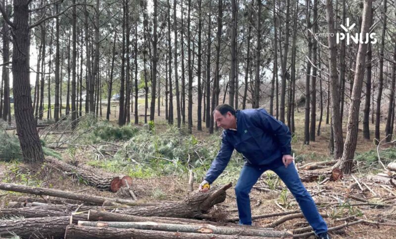 CAPA_PINUSTV_Gestaoflorestal