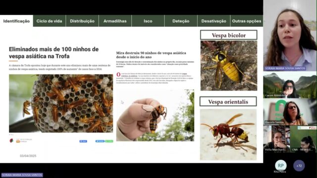 Vespa-asiática - Made with Clipchamp