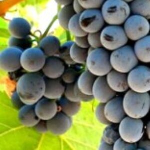 Foto de perfil Polo de Inovação Dois Portos - INIAV