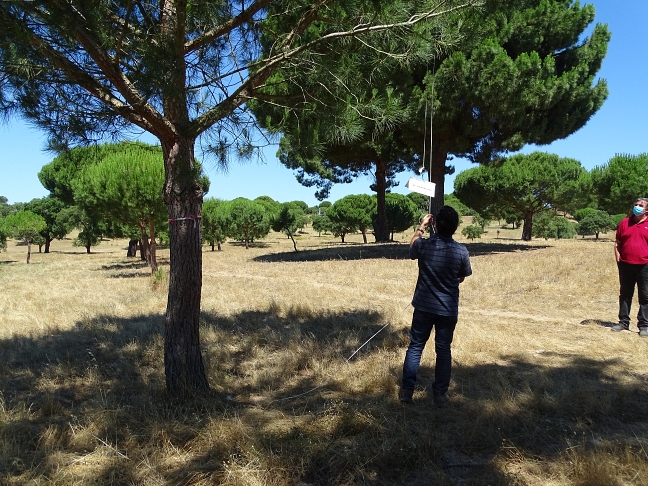 +PINHÃO – Gestão integrada de agentes bióticos associados à perda de produção do pinhão